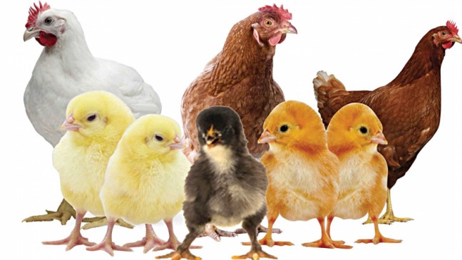 Lockdown deals fresh blow to poultry farmers